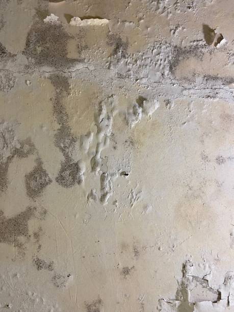 Office Mold Removal Services in Beaver, WV