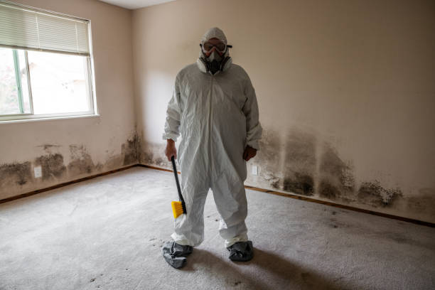 Professional Mold Removal in Beaver, WV